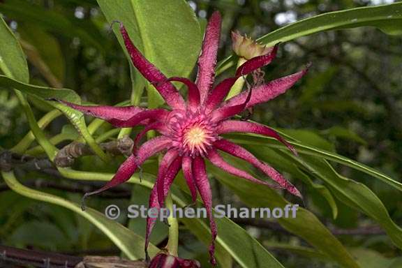 illicium floridanum 2 graphic